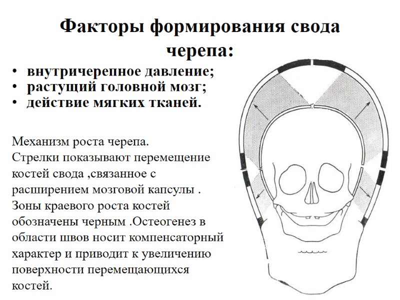 Факторы формирования свода черепа: растущий головной мозг; внутричерепное давление; действие мягких тканей. Механизм роста